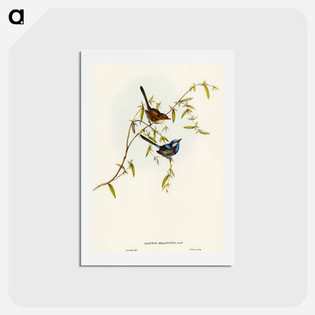 アートポストカード-Black-backed Wren
 - オーストラリアの鳥 Postcard.