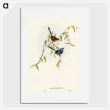 アートポスター-Black-backed Wren
 - オーストラリアの鳥 Poster.