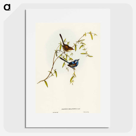 アートポスター-Black-backed Wren
 - オーストラリアの鳥 Poster.