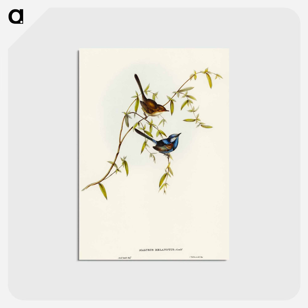 アートポストカード-Black-backed Wren
 - オーストラリアの鳥 Postcard.