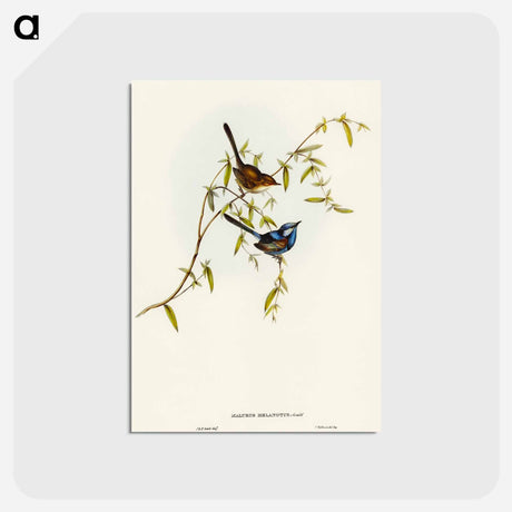 アートポストカード-Black-backed Wren
 - オーストラリアの鳥 Postcard.