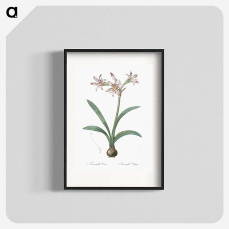 2-36_The-Lilies_blk