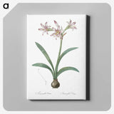 2-36_The-Lilies_canvas