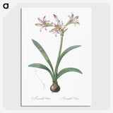 2-36_The-Lilies_picture-crop
