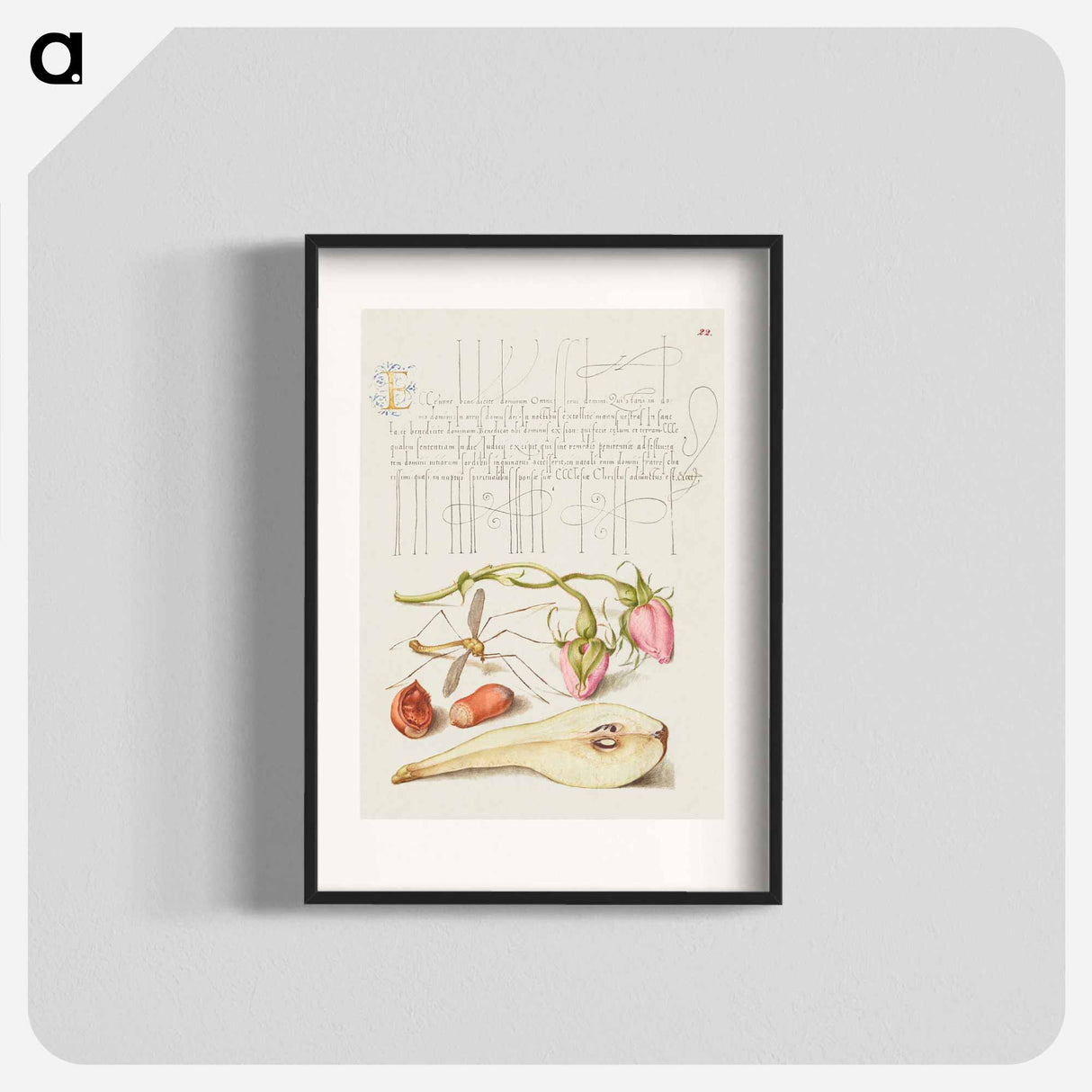 アートポスター-French Rose, Crane Fly, European Filbert, and Common Pear
 - 書道のお手本 Poster.
