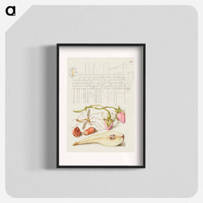 アートポスター-French Rose, Crane Fly, European Filbert, and Common Pear
 - 書道のお手本 Poster.