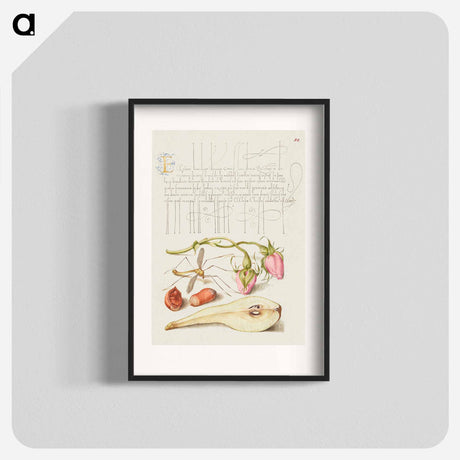 アートポスター-French Rose, Crane Fly, European Filbert, and Common Pear
 - 書道のお手本 Poster.