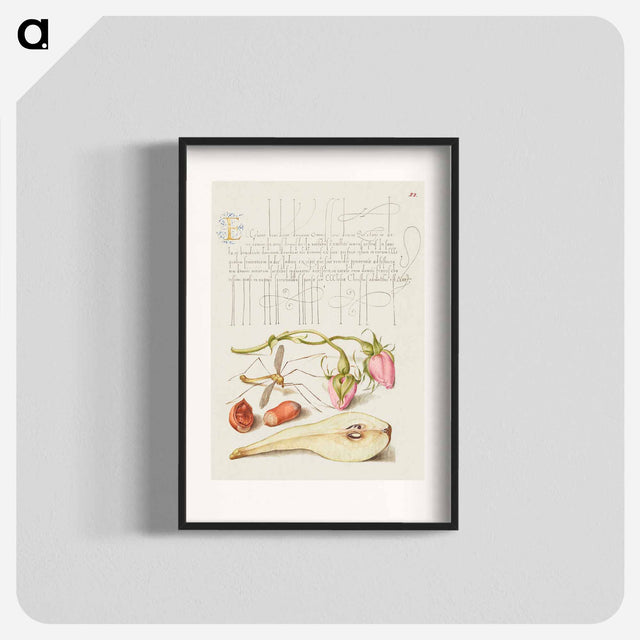 アートポスター-French Rose, Crane Fly, European Filbert, and Common Pear
 - 書道のお手本 Poster.
