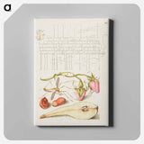アートパネル-French Rose, Crane Fly, European Filbert, and Common Pear
 - 書道のお手本 Canvas.