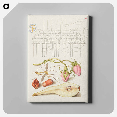 アートパネル-French Rose, Crane Fly, European Filbert, and Common Pear
 - 書道のお手本 Canvas.