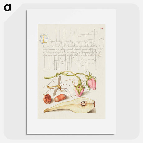 アートポスター-French Rose, Crane Fly, European Filbert, and Common Pear
 - 書道のお手本 Poster.