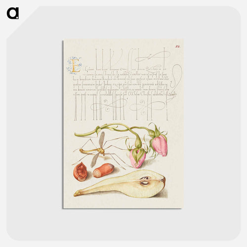 French Rose, Crane Fly, European Filbert, and Common Pear
 - 書道のお手本 Postcard.