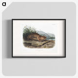 2-36_The-Viviparous-Quadrupeds_blk