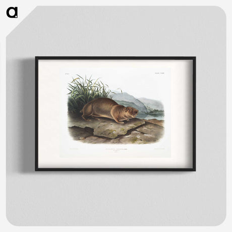 2-36_The-Viviparous-Quadrupeds_blk