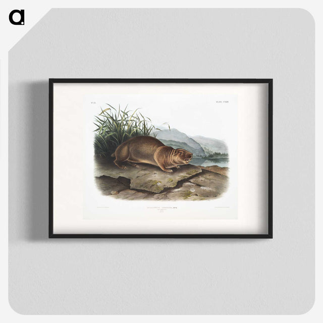 2-36_The-Viviparous-Quadrupeds_blk