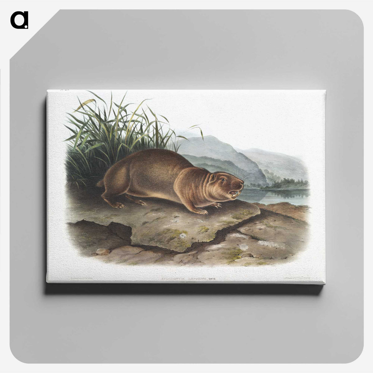 2-36_The-Viviparous-Quadrupeds_canvas