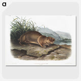 2-36_The-Viviparous-Quadrupeds_picture-crop