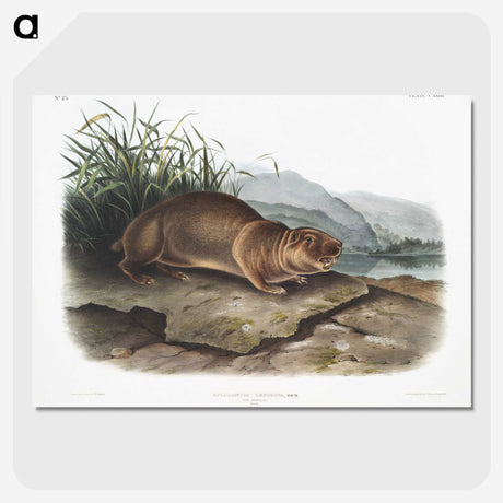 2-36_The-Viviparous-Quadrupeds_picture-crop