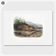 2-36_The-Viviparous-Quadrupeds_picture