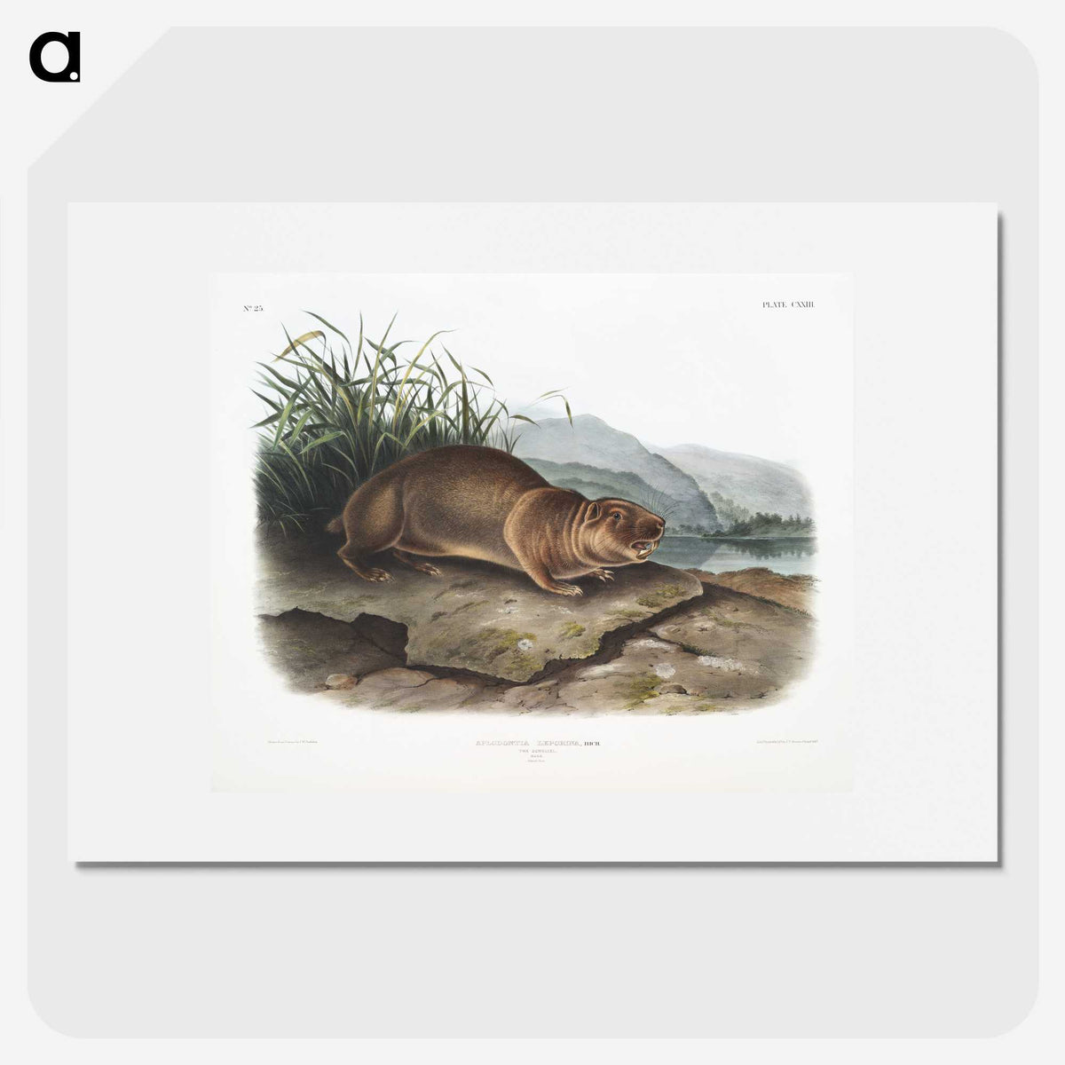 2-36_The-Viviparous-Quadrupeds_picture