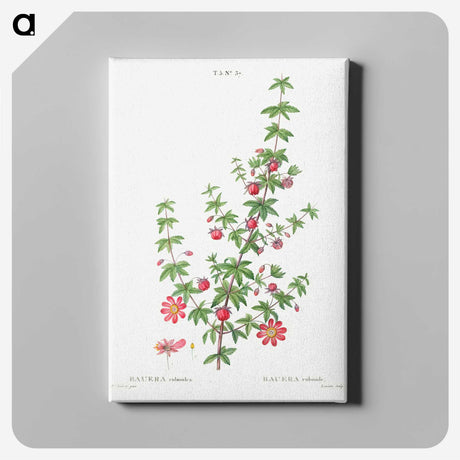 2-36_Treatise-on-Trees-and-Shrubs_canvas