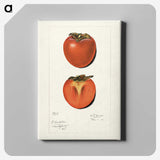 2-36_USDA-Watercolor-Fruit-Painting-Collection_canvas