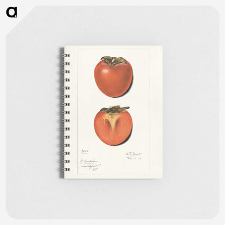 2-36_USDA-Watercolor-Fruit-Painting-Collection_memo