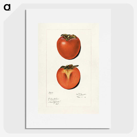 2-36_USDA-Watercolor-Fruit-Painting-Collection_picture