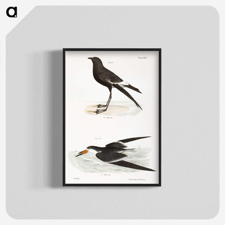 2-36_Zoology-of-New-York_blk-crop