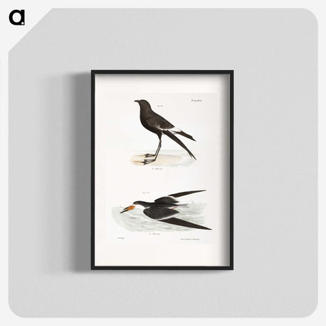 2-36_Zoology-of-New-York_blk