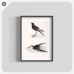 アートポスター-Wilson's Petrel (Thalassidroma wilsoni) 272. Black Skimmer (Rhynchops nigra) illustration from Zoology of New York by - ニューヨークの動物学 Poster.