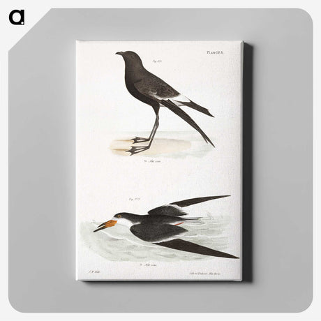 2-36_Zoology-of-New-York_canvas