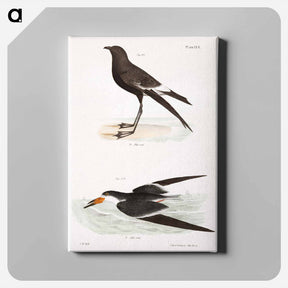 アートパネル-Wilson's Petrel (Thalassidroma wilsoni) 272. Black Skimmer (Rhynchops nigra) illustration from Zoology of New York by - ニューヨークの動物学 Canvas.