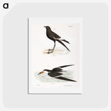 2-36_Zoology-of-New-York_hagaki