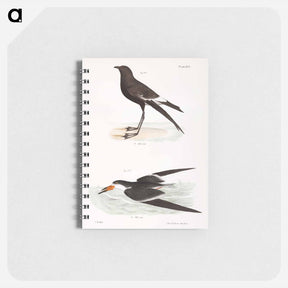 アートメモ帳-Wilson's Petrel (Thalassidroma wilsoni) 272. Black Skimmer (Rhynchops nigra) illustration from Zoology of New York by - ニューヨークの動物学 Memo.
