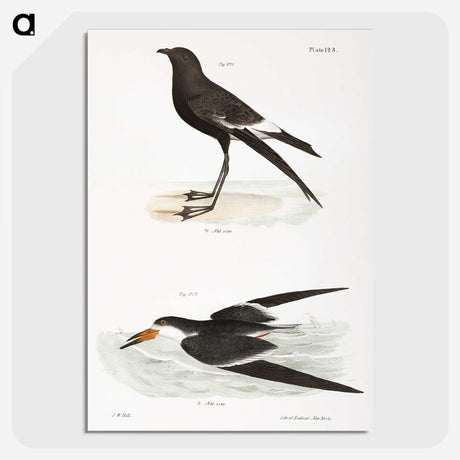 2-36_Zoology-of-New-York_picture-crop