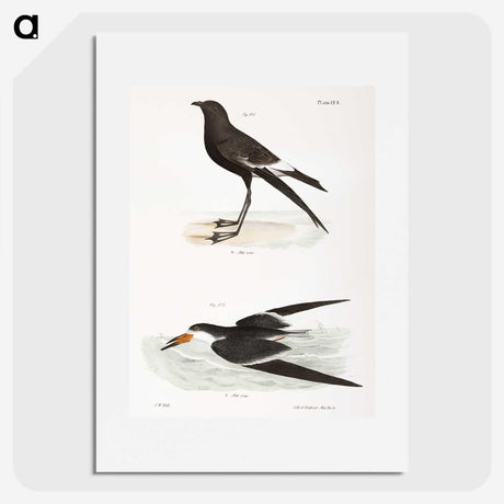 2-36_Zoology-of-New-York_picture