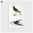 2-36_Zoology-of-New-York_postcard