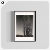 The Two Poplars, Lake George - アルフレッド スティーグリッツ Poster.
