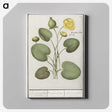 2-37_Anselmus-Boetius-de-Boodt_canvas