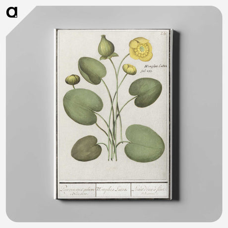 2-37_Anselmus-Boetius-de-Boodt_canvas