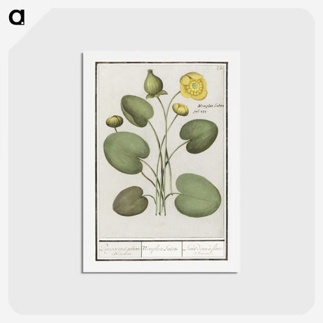 2-37_Anselmus-Boetius-de-Boodt_hagaki