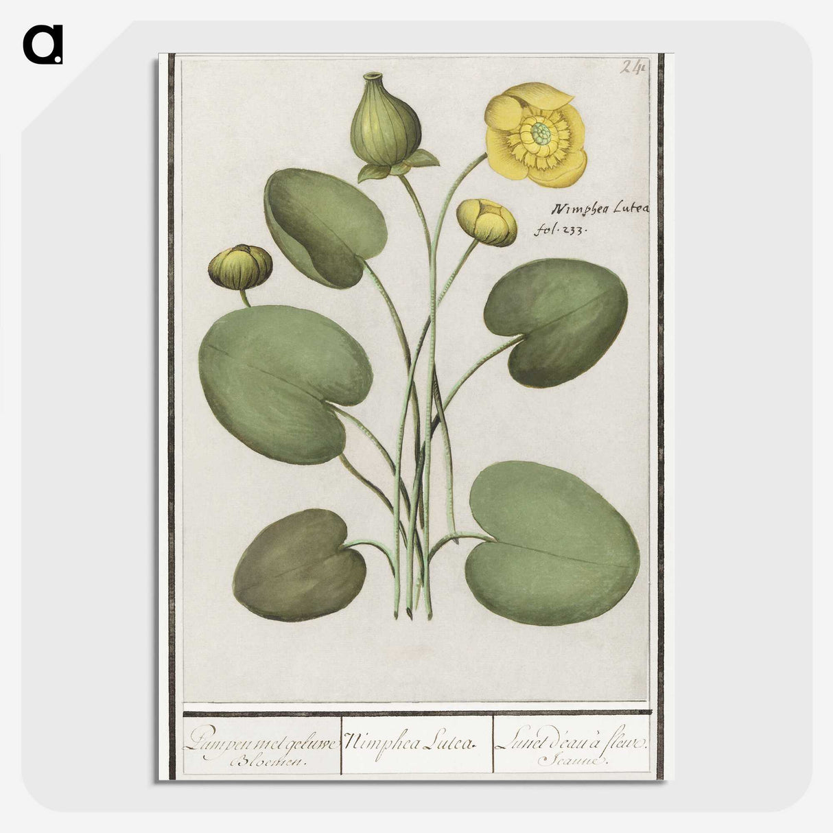 2-37_Anselmus-Boetius-de-Boodt_picture-crop