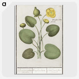 2-37_Anselmus-Boetius-de-Boodt_picture-crop