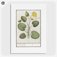 2-37_Anselmus-Boetius-de-Boodt_picture