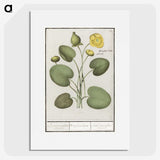 2-37_Anselmus-Boetius-de-Boodt_picture