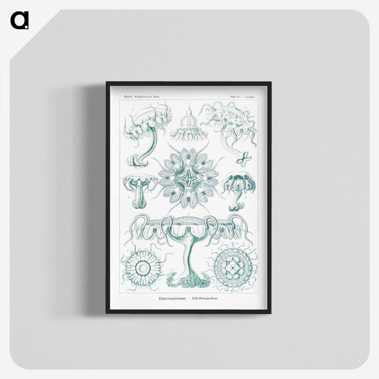 2-37_Ernst-Haeckel_blk-crop