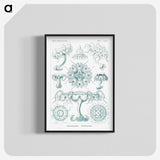 2-37_Ernst-Haeckel_blk-crop
