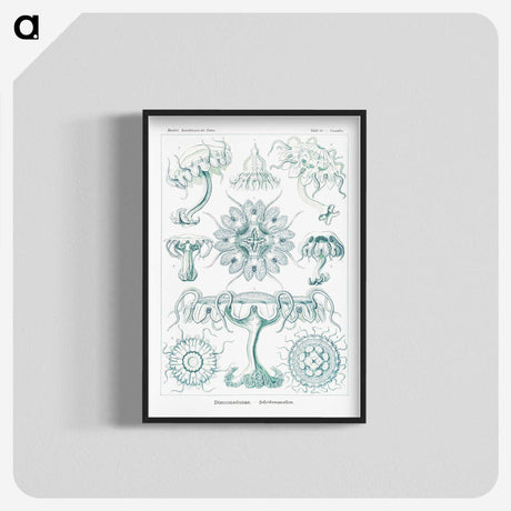 2-37_Ernst-Haeckel_blk-crop