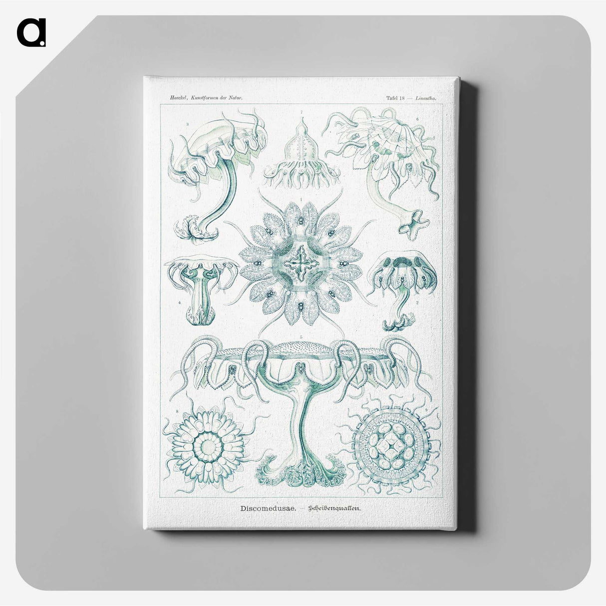 2-37_Ernst-Haeckel_canvas
